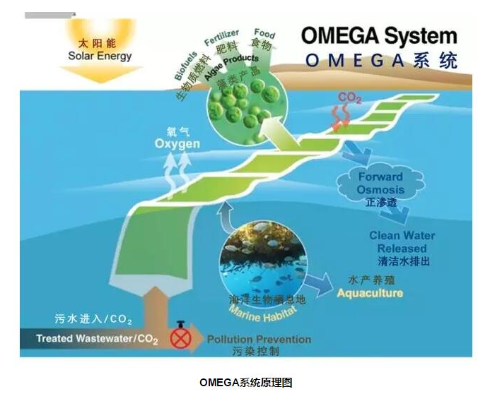 污水處理黑科技海上微藻(Microalgae)生長(zhǎng)膜裝置